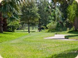 the-sanctuary-backyard-deer-1