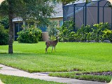the-sanctuary-backyard-deer4