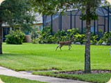 the-sanctuary-backyard-deer5